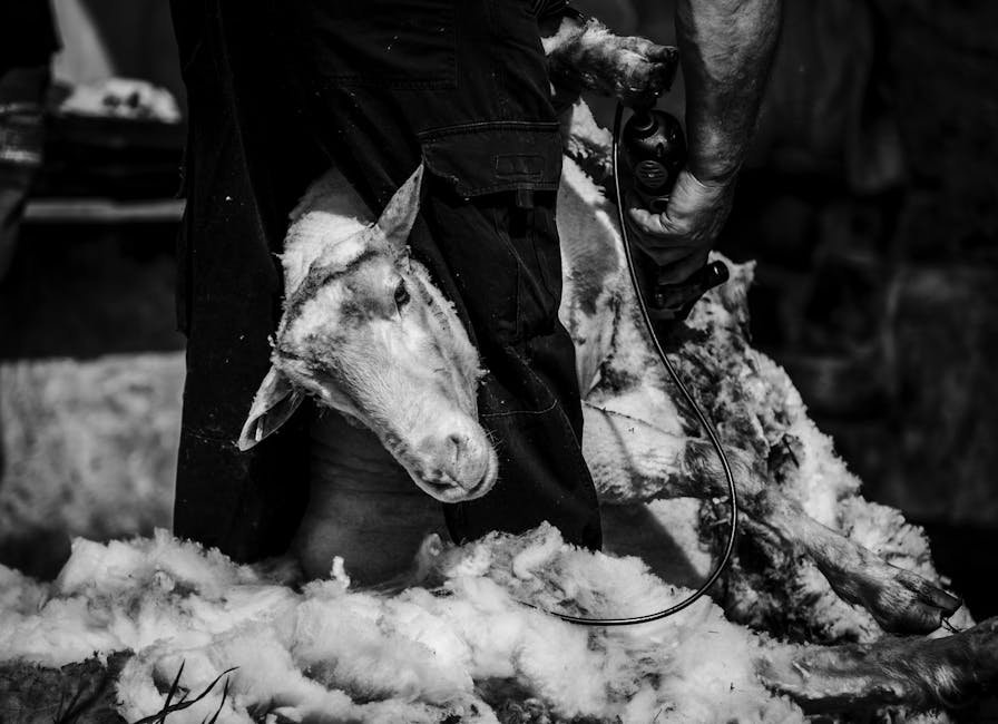 A black and white portrait of a sheep being sheared, showcasing traditional farming.