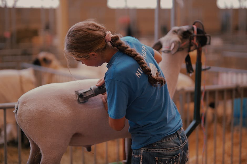 A woman shears a sheep in an indoor livestock barn, showcasing animal husbandry.